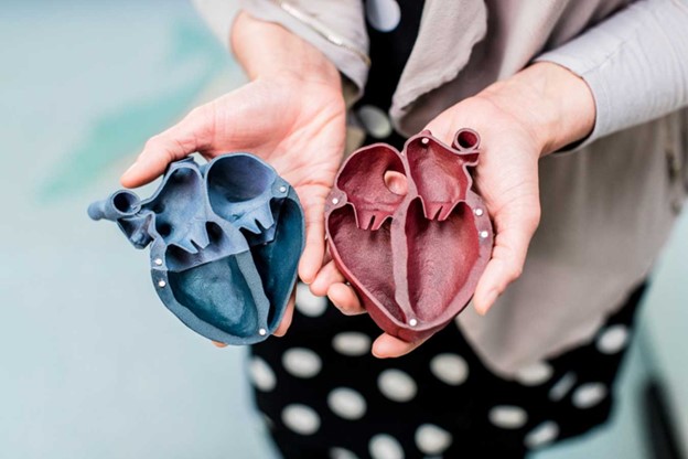 Photo of a woman's hands holding 3d-printed heart model.